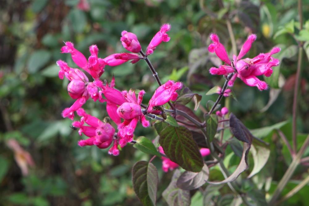 A cluster of Salvia 'Mulberry Jam' Sage flowers, exuding the rich hue of mulberry jam with elongated pink petals on green stems and leaves, set against a background of out-of-focus foliage.