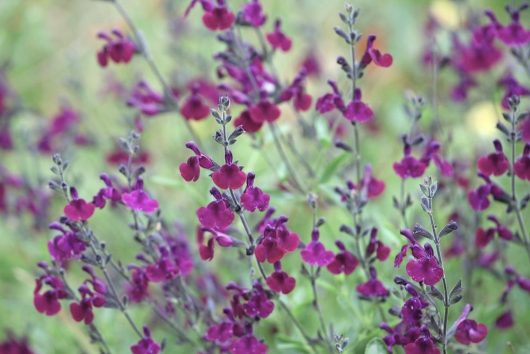 Close-up of numerous small purple Salvia 'Josh' Sage flowers with green stems and leaves in the background, perfect for a 4" pot.