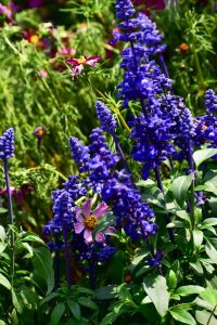 Salvia 'Blue Marvel' Sage flowers and green leaves in a garden, interspersed with pink blooms in the background.