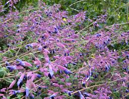 A cluster of flowering plants with numerous purple and dark blue blossoms among green foliage, the Salvia 'Pine Mountain Sage' 4" Pot features beautiful blooms.