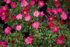 A cluster of vibrant red Saxifraga 'Red/Scarlet' flowers with green leaves is shown in full bloom, thriving beautifully in a 6" pot.