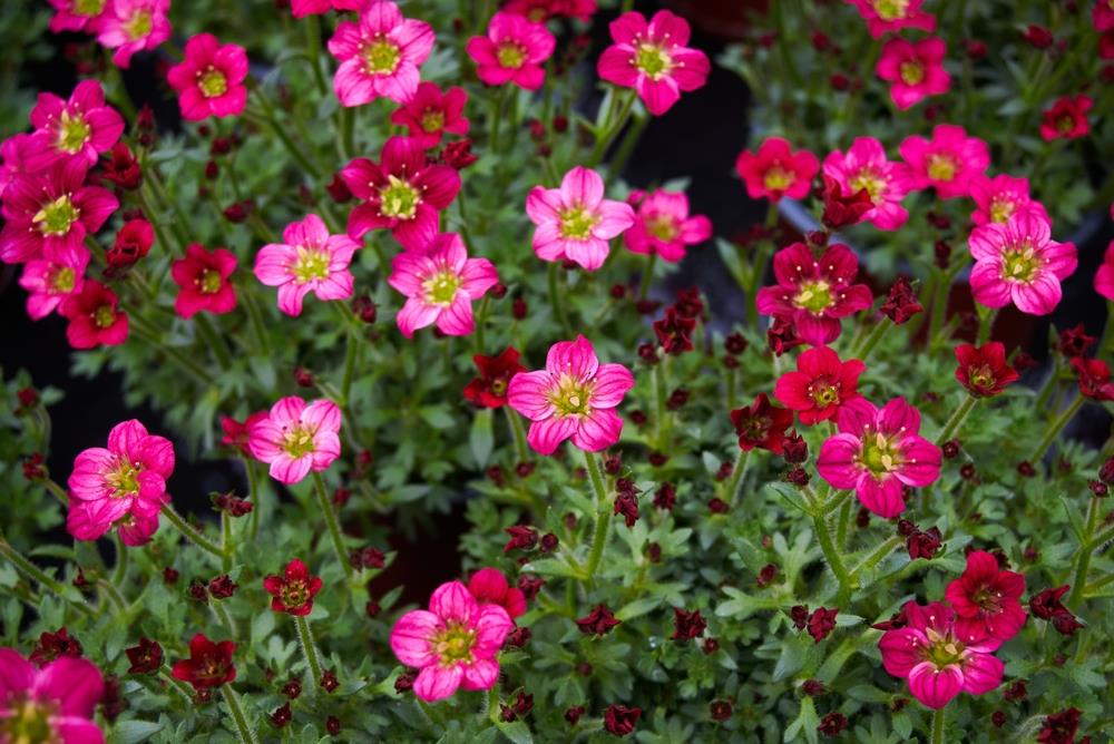 A cluster of vibrant red Saxifraga 'Red/Scarlet' flowers with green leaves is shown in full bloom, thriving beautifully in a 6" pot.