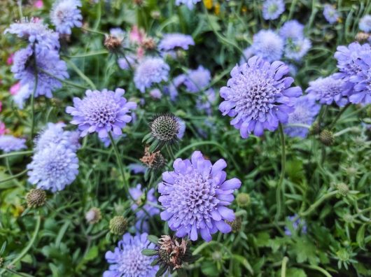 Close-up of a cluster of round, lavender-colored flowers with green stems and leaves in a garden setting.