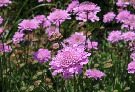 A field of blooming purple scabiosa flowers under sunlight.