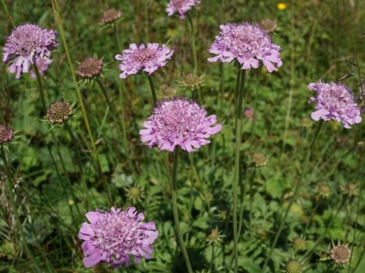 Several Scabiosa 'Power Puff Mauve' pincushion flowers in 6" pots are in bloom amidst a field of lush green foliage.