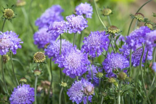 Close-up of numerous blooming purple scabiosa flowers surrounded by green stems and buds in a garden setting.