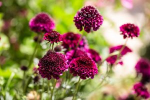 Close-up of vibrant purple flowers in full bloom against a blurred green background, showcasing the intricate details of the petals and the lush, natural setting.