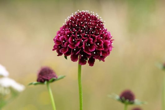 Close-up of a dark purple round flower with thin green stem against a blurred natural background.