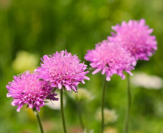 Four pink flowers with round, clustered petals are in bloom against a blurred green background.