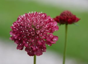 Close-up of a reddish-purple flower with a spherical shape in the foreground and a second similar flower blurred in the background. The background is a mix of green and white.