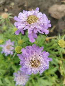 Close-up of two blooming lavender-colored scabiosa flowers with green buds and foliage in the background.