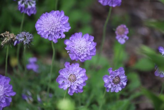 Close-up of several purple scabiosa flowers with green foliage in the background.