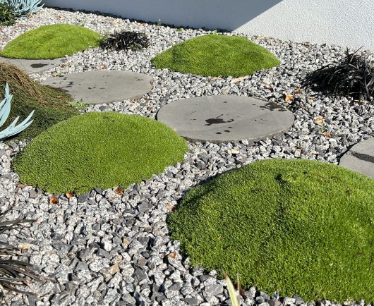 A landscaping design featuring round stepping stones, green moss mounds, and gray gravel with some scattered dark plants.