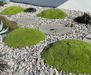 A garden design features five moss-covered mounds, round gray stepping stones, and small gray gravel, with plants along the edges.