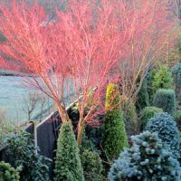 A garden design scene featuring a prominent tree with bright red branches, surrounded by various green shrubs and plants, set against a background of a wooden fence and a river.