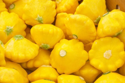 The Squash 'Sunburst' 4" Pot holds a lovely pile of yellow Sunburst pattypan squashes with green stems.