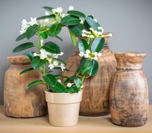 A potted plant with white flowers is placed in front of three wooden vases of varying sizes on a shelf.