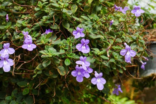 A cluster of Streptocarpus 'Nodding Violet' flowers with light purple petals and green foliage in the background, displayed in a 5" hanging basket.