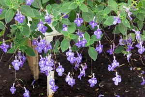 A Streptocarpus 'Nodding Violet' 5" (Hanging Basket) showcases numerous small, purple flowers hanging gracefully from green stems over a dark soil background.