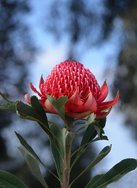 A detailed shot of the Telopea 'Enchanted® Flame' Waratah in a 6" pot, showcasing its vibrant red petals and lush green leaves, with a soft focus on the blue sky and dark foliage in the background.