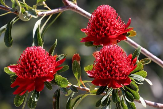 Three bright red waratah flowers in bloom on a branch with green leaves against a blurred background.