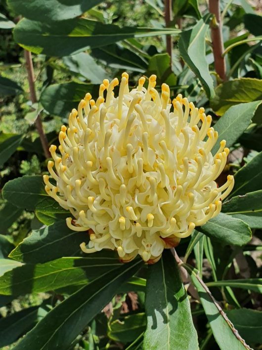 Close-up of a Telopea 'Shady Lady Yellow®' Waratah flower with multiple slender, curved petals surrounded by green leaves in a 6" pot.