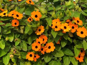 A dense cluster of bright orange Thunbergia 'Black Eyed Susan' Brownie flowers with black centers, surrounded by lush green leaves.