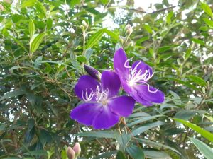 Close-up of two blooming Tibouchina 'Lasiandra' flowers with striking white stamens, surrounded by lush green leaves and budding growths.