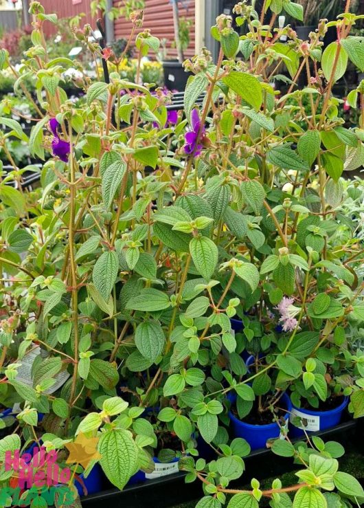 Tibouchina 'Skylab' Lasiandra plants with textured leaves in blue pots, some showcasing delicate purple blooms, are beautifully displayed outdoors.