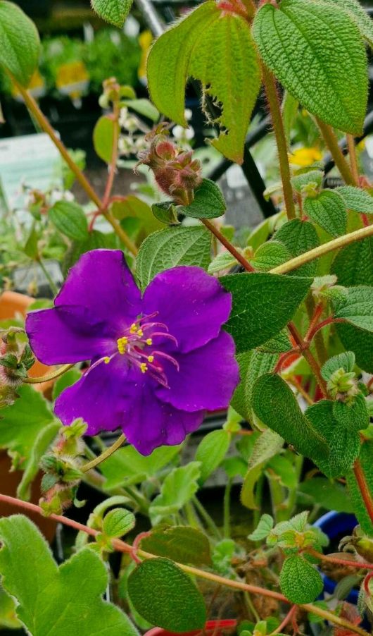 A vibrant Tibouchina 'Skylab' Lasiandra, featuring purple petals and yellow stamens, set amidst lush green leaves and budding blooms in a 4" pot.