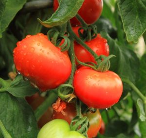 Close-up of red 'Money Maker' tomatoes on the vine with green leaves in the background. Water droplets are visible on the surface of the tomatoes.