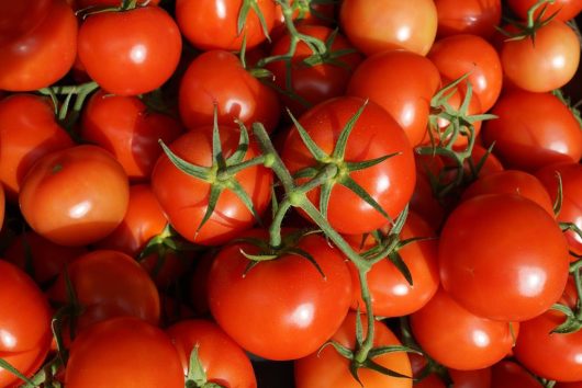 A Tomato 'Truss' 4" Pot, featuring ripe red tomatoes with some green stems still attached, rests beside a pot.