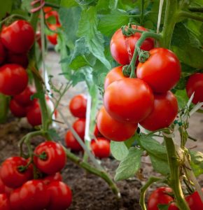 Tomato 'Money Maker' plants with red, ripe tomatoes growing in a garden.