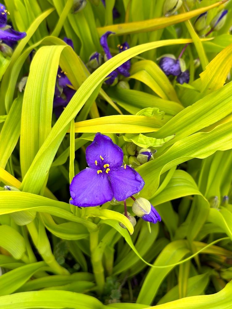 A Tradescantia 'Sweet Kate' 4" Pot boasts a vibrant purple flower with yellow stamens, beautifully surrounded by bright green leaves.