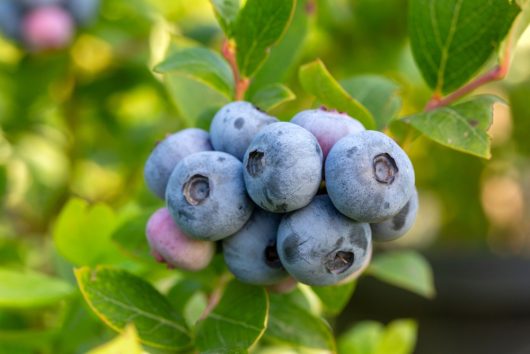 A cluster of ripe blue blueberries hangs from a bush with green leaves in the background.