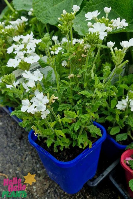 A vibrant Verbena 'Cadet™ White' plant in a 4" pot showcases clusters of white flowers, with its lush green foliage elegantly resting on a concrete surface.