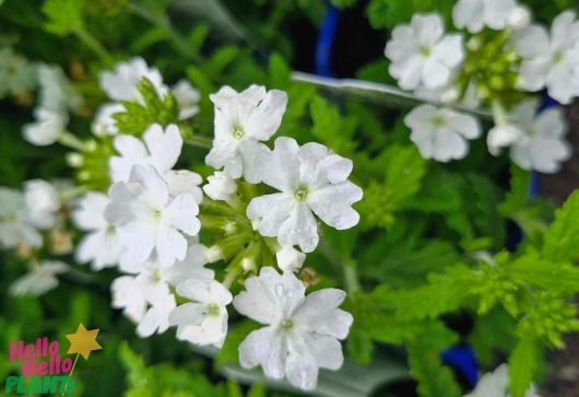 Close-up of the Verbena 'Cadet™ White' blooms in a 4" pot, its green leaves cradling petals adorned with faint morning dew.