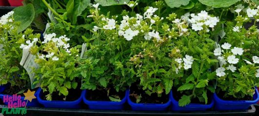 Verbena 'Cadet™ White' plants, known for their lush green foliage and white blooms, are beautifully showcased in blue containers.