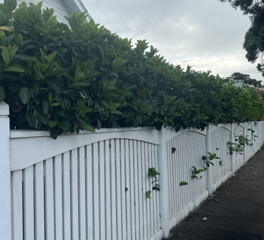 A white wooden fence with lush green foliage growing over the top and through gaps, lining a sidewalk on a cloudy day.