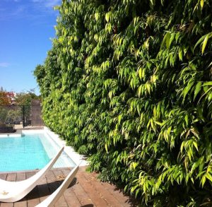 Two white lounge chairs on a wooden deck beside a narrow, rectangular pool with clear water. A tall, dense green hedge runs parallel along the side of the pool.