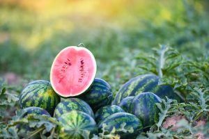 A sliced watermelon is displayed on top of a pile of whole watermelons in a field. The slice reveals the fruit's red flesh and black seeds, while green leaves surround the watermelons. Nearby, a Watermelon 4" Pot holds a young plant ready to join the vibrant display.