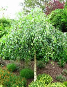 A small birch tree with a thin trunk and lush green leaves stands gracefully, adding a touch of elegance to the garden design filled with various plants and shrubs.