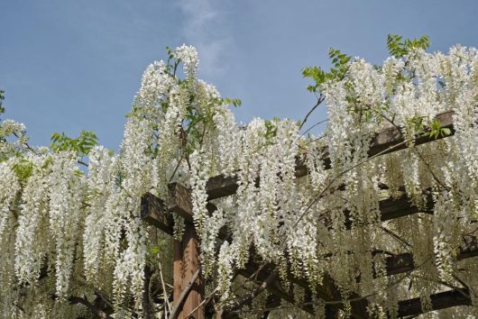 White wisteria flowers cascade down from a wooden trellis against a clear blue sky.