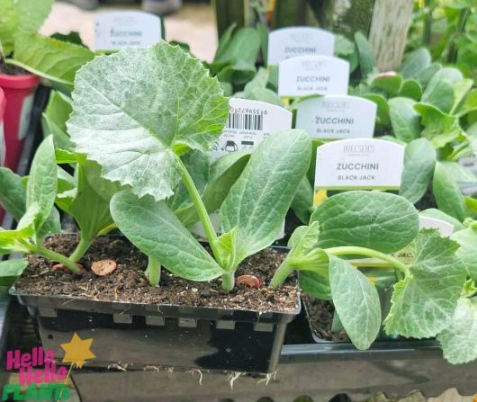 Close-up of young Zucchini 'Black Jack' plants in 4" pots, each meticulously labeled with their name, displayed on a table.