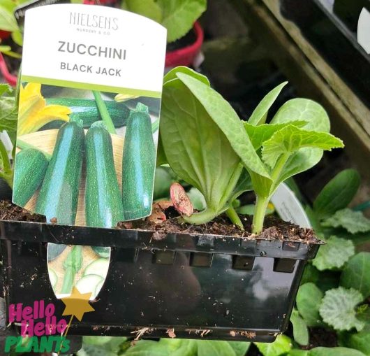 Zucchini 'Black Jack' seedlings are nestled comfortably in a black plastic tray, with each plant labeled to showcase the rich green color of the mature vegetable.