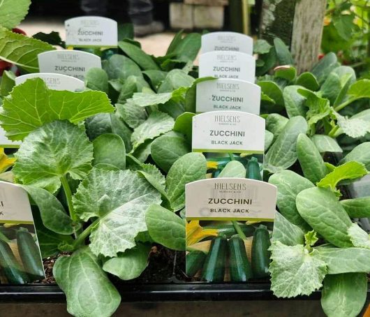 Zucchini 'Black Jack' in 4" pots are elegantly displayed at the garden center.