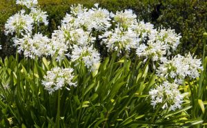 A cluster of Agapanthus 'Tall White' with tall white flowers and green leaves graces the garden, backed by a trimmed hedge.