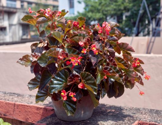 Potted plant with dark green leaves and small red flowers placed on an outdoor surface. Buildings and greenery are visible in the background.