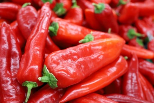 A close-up image of the vibrant Capsicum 'Mr Big' Chilli Peppers in 4" pots, with their red flesh and green stems densely piled together.