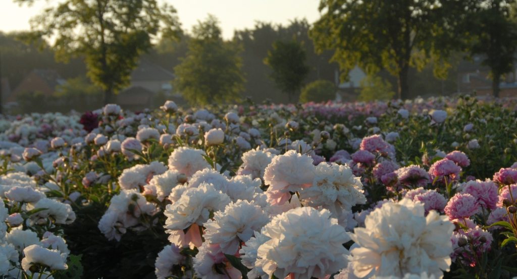 A field of blooming peonies with various shades of white, pink, and purple is illuminated by soft sunlight. Trees and homes are visible in the background.